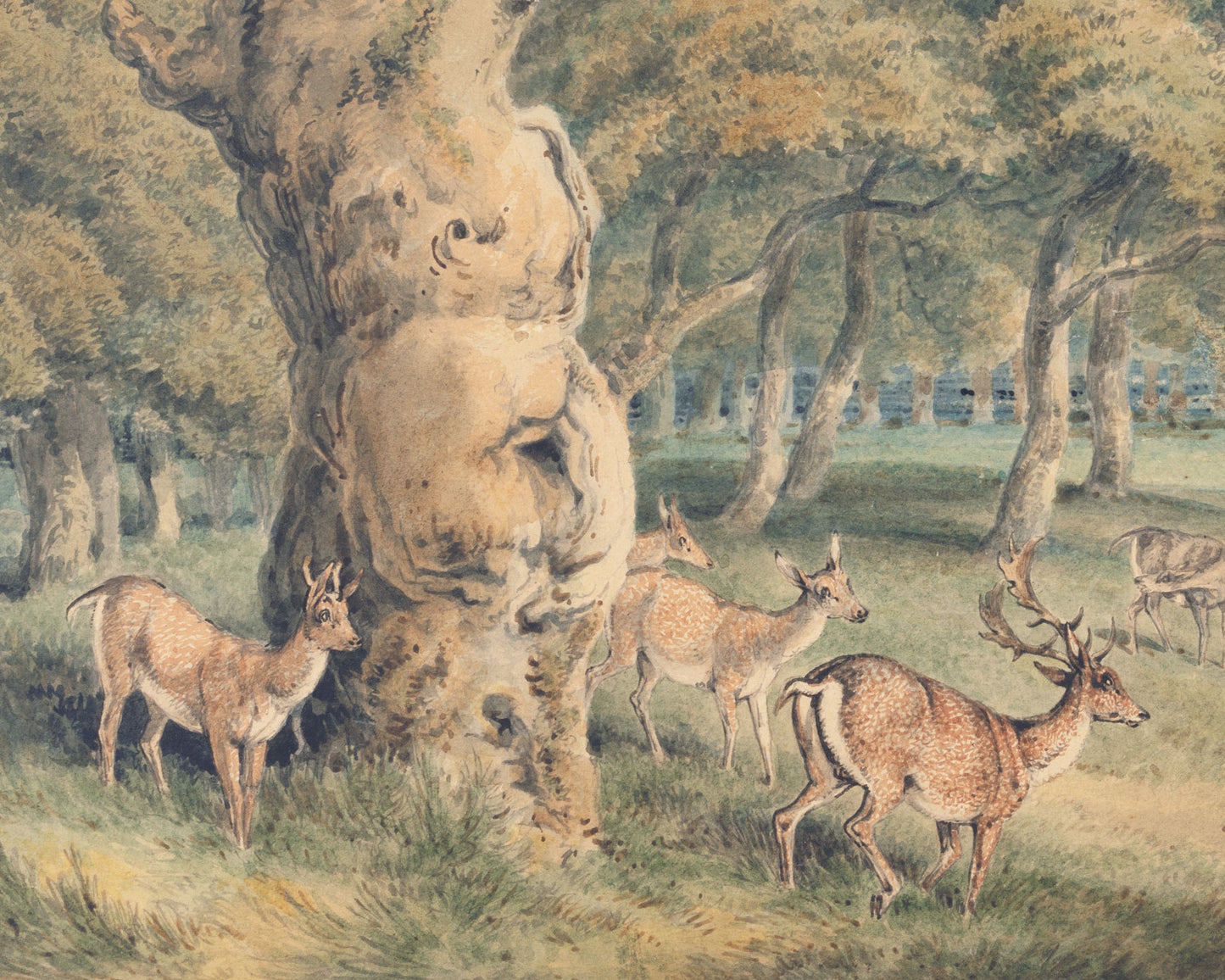 Deer in Windsor Forest