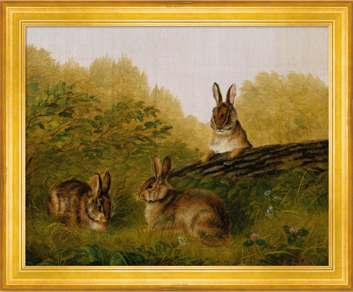 Woodland Rabbits