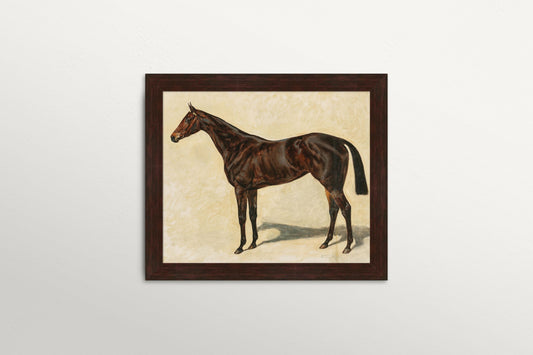 Dark Brown Mare