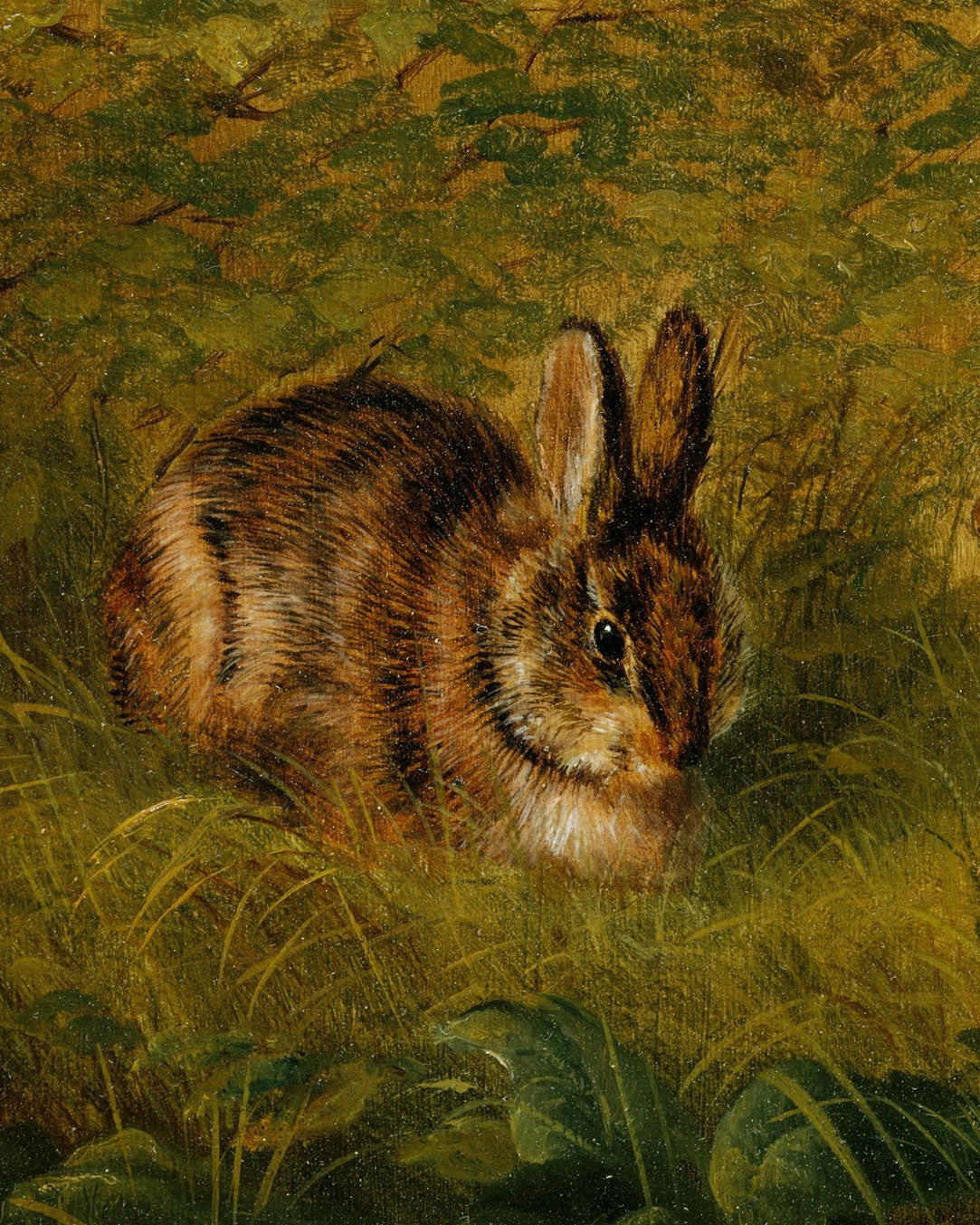 Woodland Rabbits